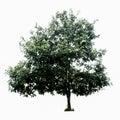 Isolated tree on white background