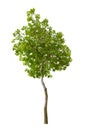 Isolated tree on white background