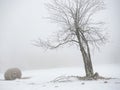 Isolated trees and forgotten bale of hay in the snow. Winter wonderland