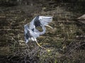 Tricolored Heron Landing with a Minnow in his Beak