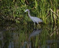 Tricolored Heron Reflecting at the edge of a Florida Wetland Pond