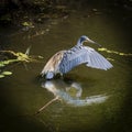 Tricolored Heron Reflecting With Lifted Wing Royalty Free Stock Photo