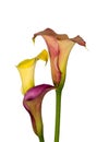 Isolated trio of red yellow calla blossoms on white background