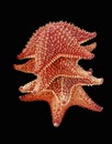 Isolated Tropical Clipped Starfish