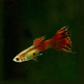 Isolated tropical fish Guppy Royalty Free Stock Photo