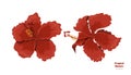 Isolated tropical flowers. Hibiscus image. Design elements. Exotic bud. Red floral plant in cartoon style. Jungle flora