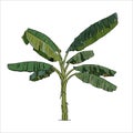 Isolated tropical green banana tree vector illustration, garden plant