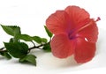 Isolated Tropical Red Hibiscus Flower Royalty Free Stock Photo