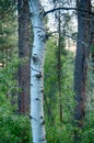 Isolated trunk of a White barked quaking aspen