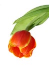 Isolated tulip