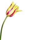 Isolated tulip