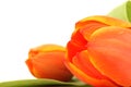 Isolated tulip Royalty Free Stock Photo