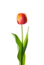 Isolated tulip flower