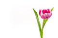 Isolated tulip flower Royalty Free Stock Photo