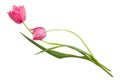 Isolated tulip flowers