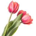 Isolated tulip flowers on a white background Royalty Free Stock Photo