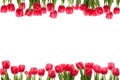 Isolated Tulip Frame