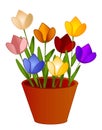 Isolated Tulips Flowers in Pot