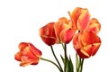 Isolated tulips