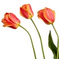 Isolated tulips Royalty Free Stock Photo