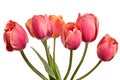 Isolated tulips Royalty Free Stock Photo