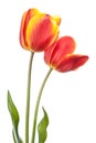 Isolated tulips Royalty Free Stock Photo