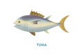 Isolated tuna fish. Royalty Free Stock Photo