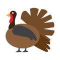 Isolated turkey icon