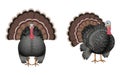 isolated turkey illustration on white vbackground