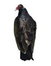 Isolated Turkey Vulture
