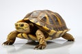 Isolated turtle, its distinct features highlighted against a pristine white background