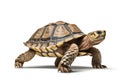 Isolated Turtle on Transparent Background. AI