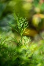 Isolated twig of organic dill Anethum graveolens in the garden Royalty Free Stock Photo