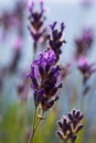 Isolated twig of wild lavender flowers in the mountains Royalty Free Stock Photo