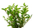 Isolated twigs of an ilex crenata bush Royalty Free Stock Photo