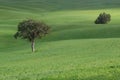 isolated two green trees in a green agricultural endless field