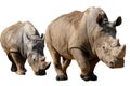 Isolated two white rhinoceros Royalty Free Stock Photo