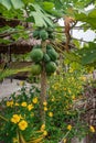 Isolated unripe papaya many in tree from flat angle Royalty Free Stock Photo