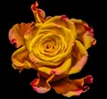 Unusual yellow red orange rose blossom on black background