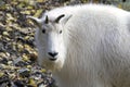 Portrait of a Mountain Goat, Yukon, Canada. Royalty Free Stock Photo