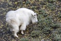 Portrait of a Mountain Goat, Yukon, Canada. Royalty Free Stock Photo