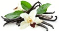 Isolated vanilla flower, pods, leaves on white background, horizontal composition Royalty Free Stock Photo