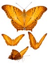 Isolated variation position of colorful butterfly