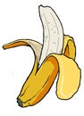 Isolated vector banana illustrated