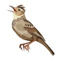 Isolated vector figure of a sitting singing lark Royalty Free Stock Photo