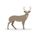 Isolated vector illustartion with a deer Royalty Free Stock Photo