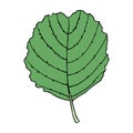 Isolated vector illustration of alder leaf in cartoon style. Colorful floral element Royalty Free Stock Photo