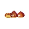 Isolated vector illustration of a few scattered chestnuts. Open chestnut prickles. Hand painted watercolor background