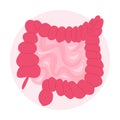 Isolated vector illustration of the human bowel with small bowel and colon.
