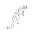 Vector Illustration of a lemur isolated by a liner. Lemur for printing on a printer